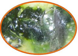 ca88手机客户端(安卓/苹果)CA88会员登录入口