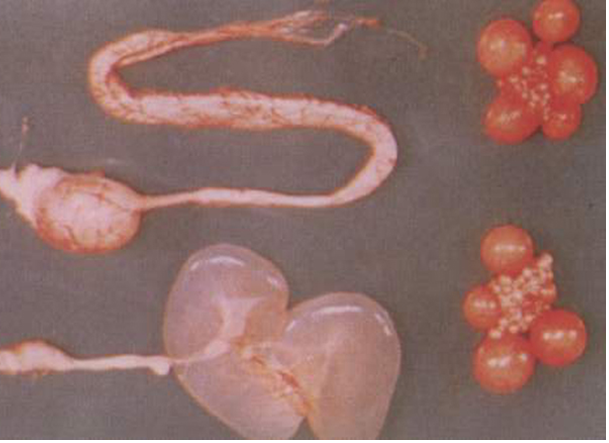 ca88手机客户端(安卓/苹果)CA88会员登录入口