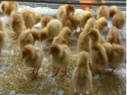 20231202113143_43878