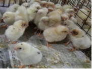 20240301173142_75239